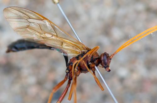 Réf. 188 290 : Eremotylus marginatus